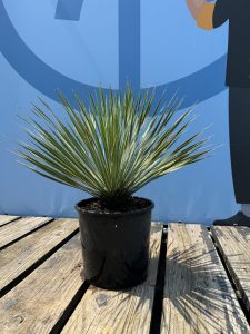 Palmboom - Yucca Rostrata