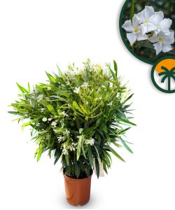 Witte Oleander - hoogte 80/100 cm