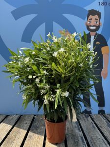 Witte Oleander - hoogte 80/100 cm