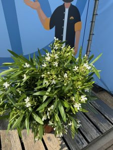 Witte Oleander - hoogte 80/100 cm