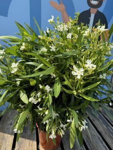 Witte Oleander - hoogte 80/100 cm