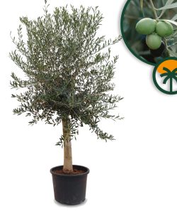 Olijfboom - Olea Europaea - 30 jaar - 190 cm
