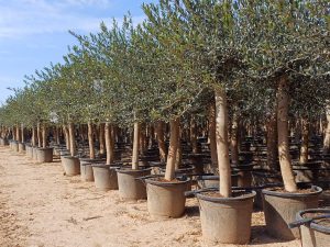 Olijfboom - Olea Europaea - 30 jaar - 190 cm