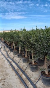 Olijfboom - Olea Europaea - 30 jaar - 190 cm