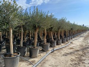 Olijfboom - Olea Europaea - 30 jaar - 190 cm