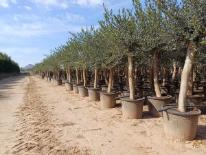 Olijfboom - Olea Europaea - 30 jaar - 190 cm
