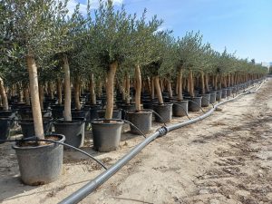 Olijfboom - Olea Europaea - 30 jaar - 190 cm