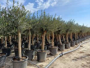 Olijfboom - Olea Europaea - 30 jaar - 190 cm