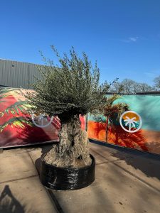 Olijfboom Bonsai - Olea Europaea - 300 jaar oud - 240 cm