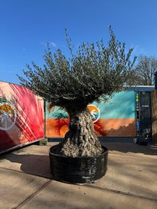 Olijfboom Bonsai - Olea Europaea - 300 jaar oud - 240 cm
