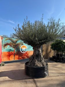 Olijfboom Bonsai - Olea Europaea - 300 jaar oud - 240 cm