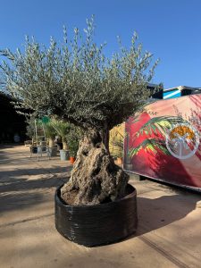 Olijfboom Bonsai - Olea Europaea - 300 jaar oud - 240 cm