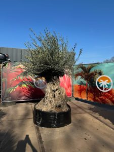Olijfboom Bonsai - Olea Europaea - 300 jaar oud - 240 cm
