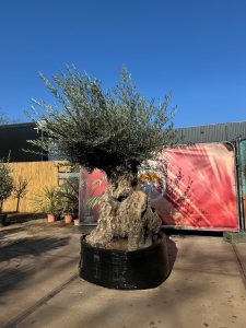 Olijfboom Bonsai - Olea Europaea - 300 jaar oud - 240 cm