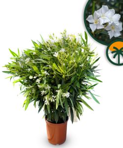 Witte Oleander - hoogte 100/120 cm