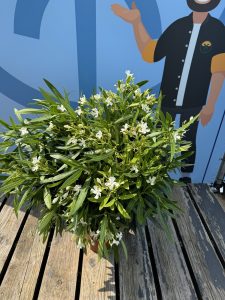 Witte Oleander - hoogte 100/120 cm