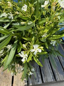 Witte Oleander - hoogte 100/120 cm