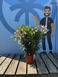 Roze Oleander - hoogte 100/120 cm