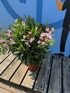 Roze Oleander - hoogte 100/120 cm