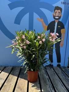 Roze Oleander - hoogte 100/120 cm