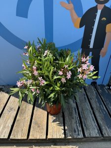 Roze Oleander - hoogte 100/120 cm