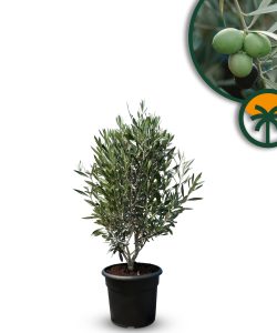 Olijfstruik - Olea Europaea - Winterhard - 80-100 cm