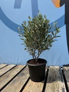 Olijfstruik - Olea Europaea - Winterhard - 80-100 cm
