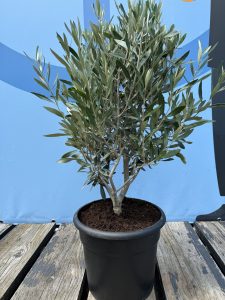 Olijfstruik - Olea Europaea - Winterhard - 80-100 cm