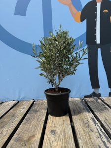 Olijfstruik - Olea Europaea - Winterhard - 80-100 cm