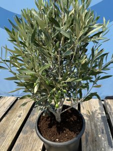 Olijfstruik - Olea Europaea - Winterhard - 80-100 cm