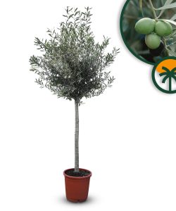 Olijfboom - Olea Europaea - 170 cm - 15 jaar oude boom