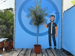 Olijfboom - Olea Europaea - 170 cm - 15 jaar oude boom