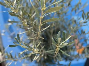 Olijfboom - Olea Europaea - 170 cm - 15 jaar oude boom