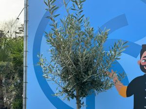 Olijfboom - Olea Europaea - 170 cm - 15 jaar oude boom