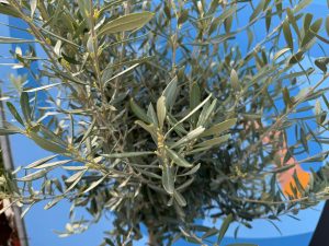 Olijfboom - Olea Europaea - 170 cm - 15 jaar oude boom