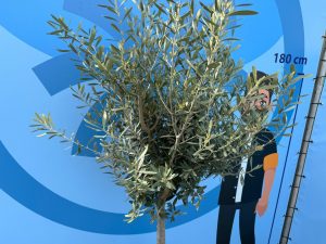 Olijfboom - Olea Europaea - 170 cm - 15 jaar oude boom