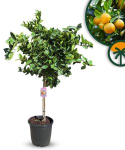 Sinaasappelboom - Citrus Sinensis - 160 cm
