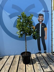 Sinaasappelboom - Citrus Sinensis - 160 cm