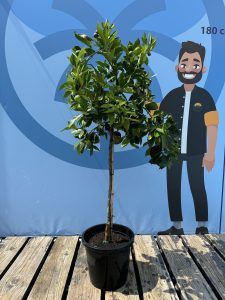 Sinaasappelboom - Citrus Sinensis - 160 cm