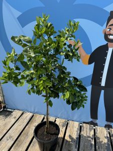 Sinaasappelboom - Citrus Sinensis - 160 cm