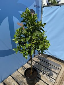 Sinaasappelboom - Citrus Sinensis - 160 cm