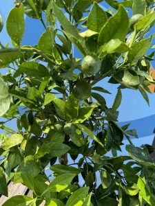 Sinaasappelboom - Citrus Sinensis - 160 cm