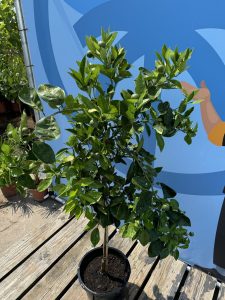 Sinaasappelboom - Citrus Sinensis - 160 cm