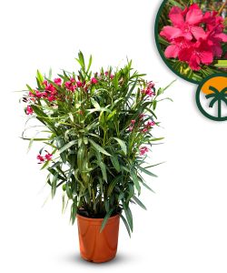 Rode Oleander - hoogte 100/120 cm