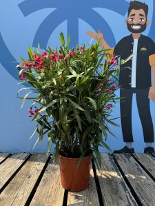 Rode Oleander - hoogte 100/120 cm