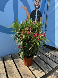 Rode Oleander - hoogte 100/120 cm