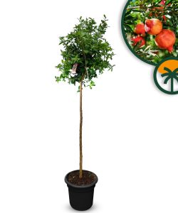 Granaatappelboom - Punica Granatum - 160 cm