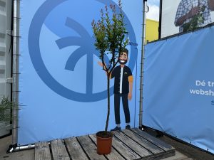 Granaatappelboom - Punica Granatum - 160 cm