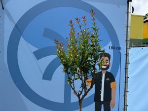 Granaatappelboom - Punica Granatum - 160 cm