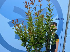 Granaatappelboom - Punica Granatum - 160 cm